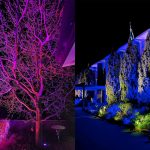 Architectural lighting on trees and a building at night